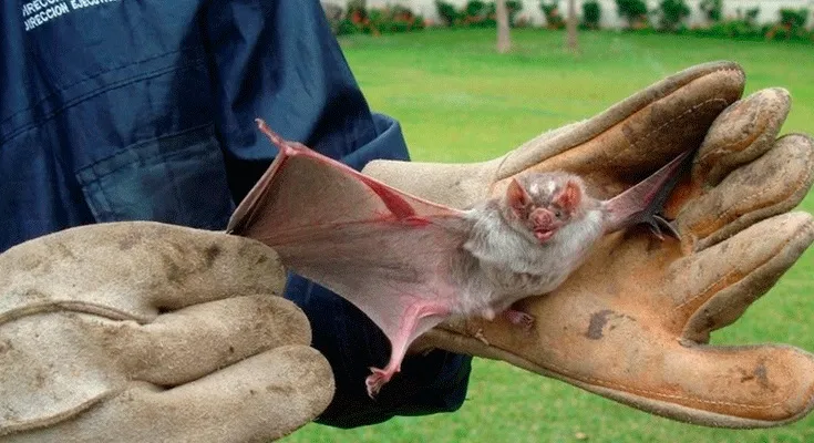 Foto: USP/ Divulgação