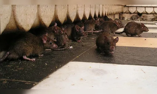 Ratos 'comem' dinheiro avaliado em 1,2 milhão de caixa eletrônico; veja vídeo