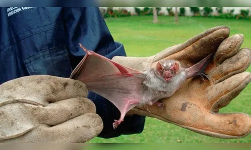 Secretaria de Saúde confirma caso importado de raiva humana contraída por morcego no PR