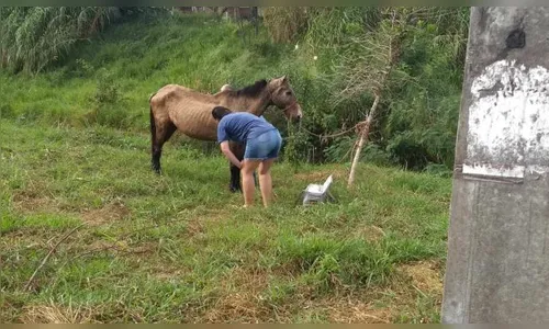 Cavalo cai em fossa e mobiliza equipes da GM e Corpo de Bombeiros em Apucarana