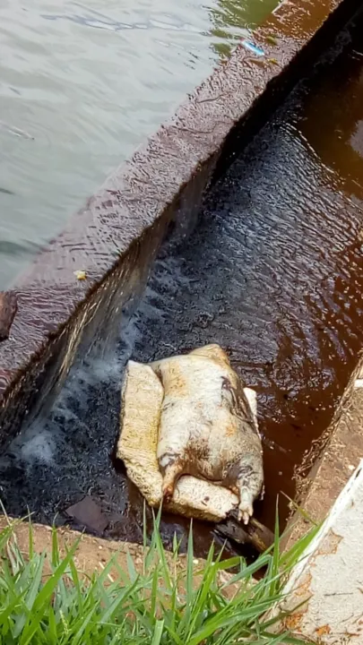 Capivara morta fica retido em barragem no Lago Jaboti - Foto: Reprodução/whatsapp