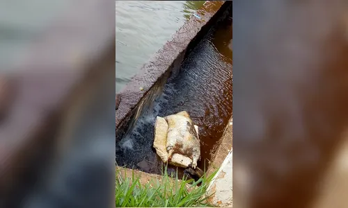 Capivara morta fica retida em barragem no Lago Jaboti