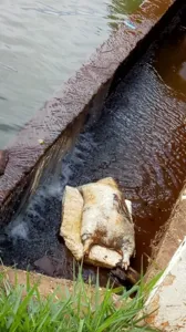 Capivara morta fica retido em barragem no Lago Jaboti - Foto: Reprodução/whatsapp