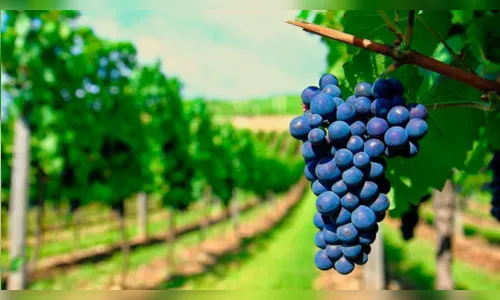 
							Entenda como a região onde a uva é cultivada influencia no sabor do vinho
						
						
