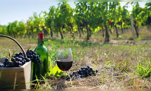 Entenda como a região onde a uva é cultivada influencia no sabor do vinho