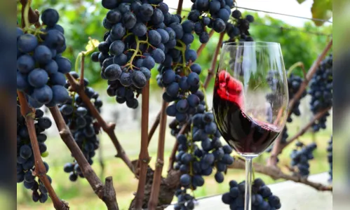 
							Entenda como a região onde a uva é cultivada influencia no sabor do vinho
						
						