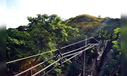 Copel e Maringá fecham parceria para melhorar arborização urbana