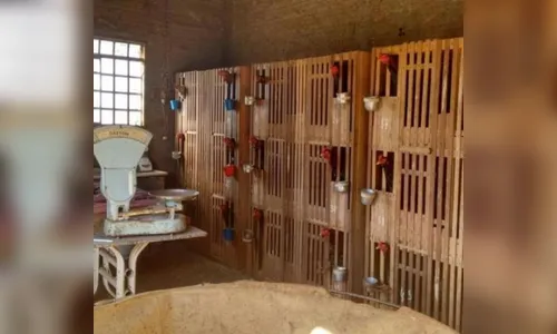 Brigas de galos resistem ao tempo em Apucarana