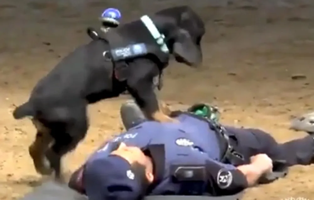 Cão policial faz 'massagem cardíaca' em agente em vídeo viral na Espanha (Foto: policiademadrid/Instagram)