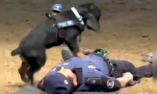 Cão policial faz 'massagem cardíaca' em agente em vídeo viral na Espanha, veja  