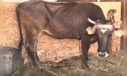 Vaca é condenada à morte após cruzar fronteira ilegalmente