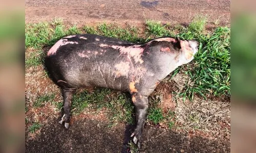 Anta morre atropelada em rodovia no Paraná