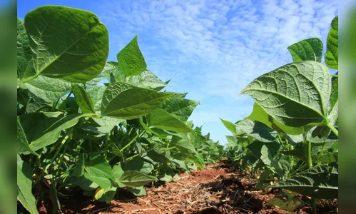 Cascavel é o maior produtor de soja do Paraná