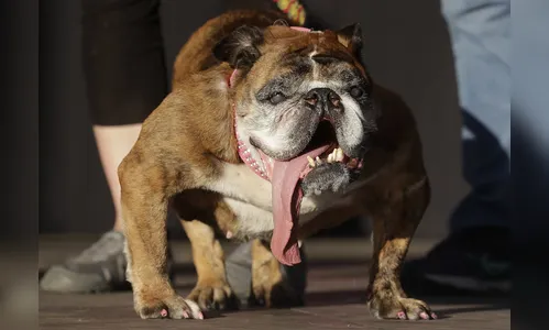 Bulldog inglês de língua pendurada é eleito o cão mais feio do mundo em concurso  