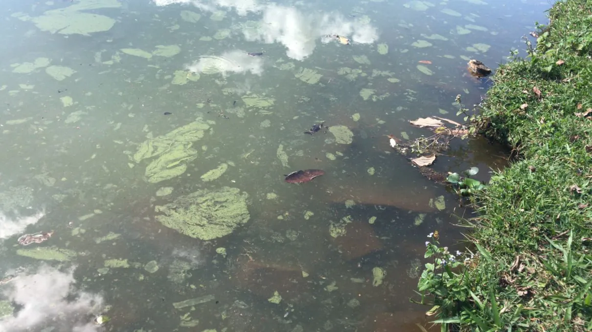 Possível descarte irregular de resíduos no Lago Jaboti mobiliza Polícia Ambiental - Foto: TNONLINE