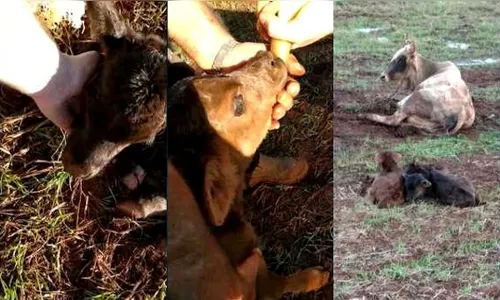 Bezerros trigêmeos são homenageados com nomes de roqueiros dos Mutantes