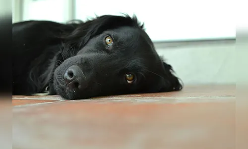 Moradora denuncia envenenamento de cães e gatos em Rosário do Ivaí