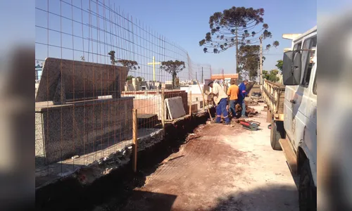 IAP autoriza corte de 27 araucárias em cemitérios de Apucarana