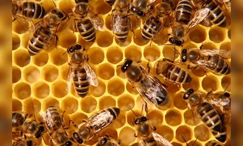 Ladrões furtam R$ 20 mil em favos de mel de propriedade rural em Apucarana