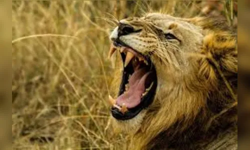 Leões devoram caçadores de rinocerontes em reserva na África do Sul