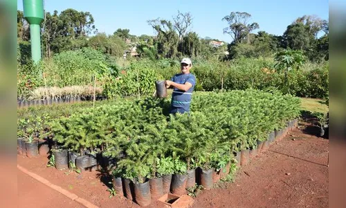 Ivaiporã inicia plantio de mudas do ‘Minha Araucária’