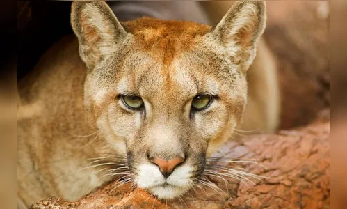 Onça é flagrada durante 'passeio' em praça de Cascavel na madrugada; veja vídeo