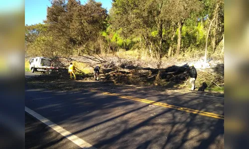 Queimada causa queda de árvore e prejudica tráfego no Contorno Sul