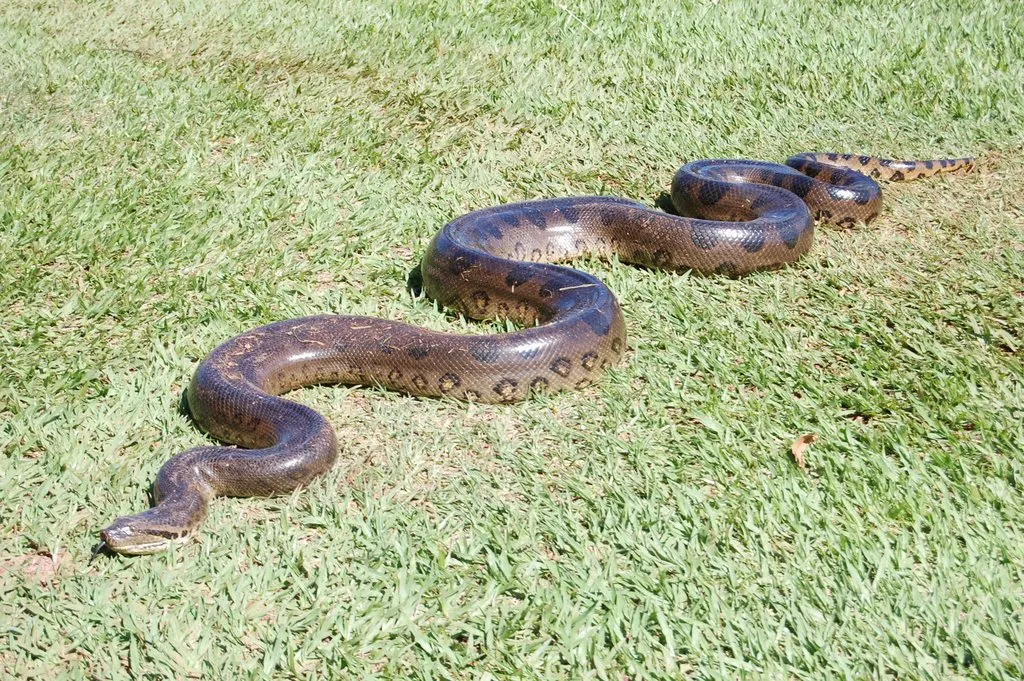 Presença de suposta cobra de 6 metros na Lagoa do Schmidt deixa pescadores assustados - Imagem ilustrativa