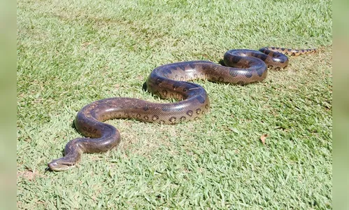 Suposta presença de cobra com 6 metros na Lagoa do Schmidt deixa pescadores assustados