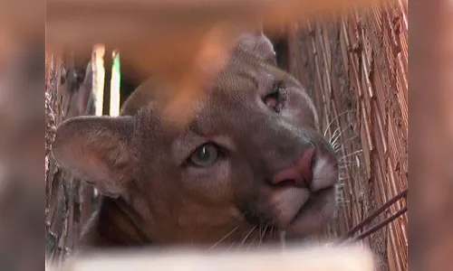 Aparições de onça no centro de Cascavel deixam moradores apreensivos; veja vídeo