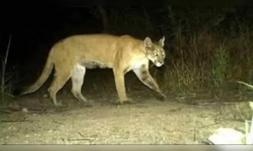 Duas onças estão soltas nas redondezas de lago em Cascavel, afirma secretário