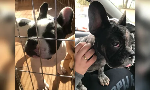 Buldogue francês é furtado e pintado de cinza para não ser reconhecido no Paraná