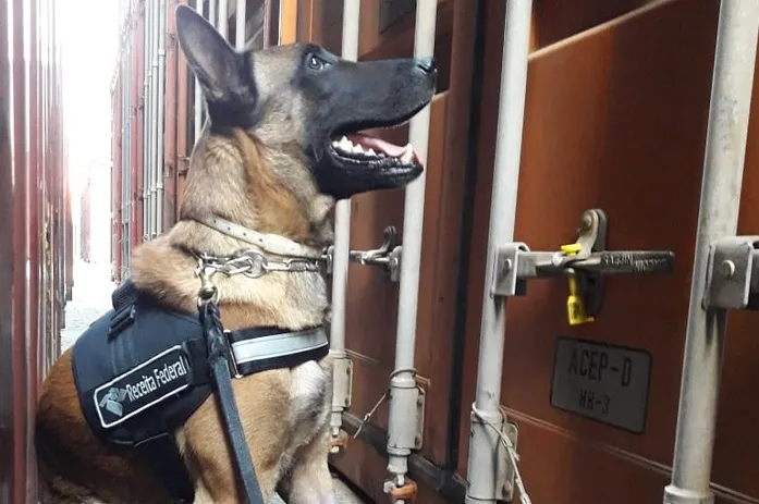 Cão farejador ajudou R​F a apreender 350 quilos de cocaína em container (Foto: Divulgação/Receita Federal