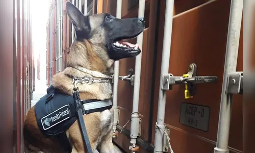 Cão farejador ajuda em apreensão de 350 quilos de cocaína no Porto de Paranaguá