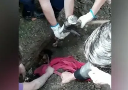 Cão  foi encontrado com fome e sede e bastante debilitado (Foto: Divulgação/ Corpo de Bombeiros