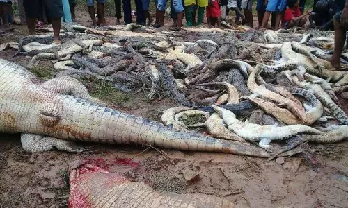 Multidão enfurecida massacra 300 crocodilos na Indonésia