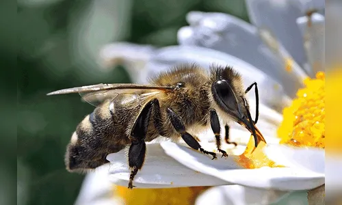 Bombeiros alertam para ataques de abelhas e dão recomendações de proteção