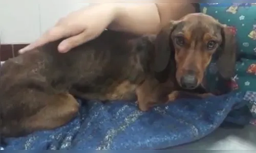 Cão sobrevive 6 dias no Deserto do Atacama após pular de avião