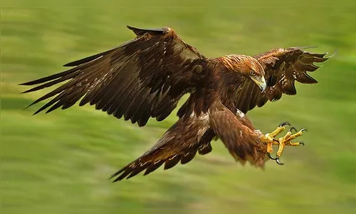 Garota de 8 anos é atacada por águia-real durante festival de falcoaria; veja vídeo