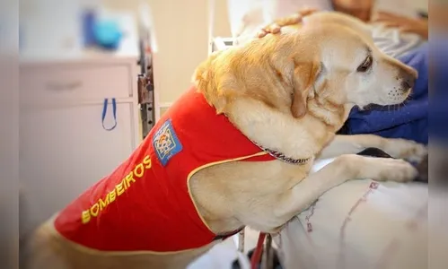 Morre Lika, um dos primeiros cães de busca e salvamento dos Bombeiros no Paraná