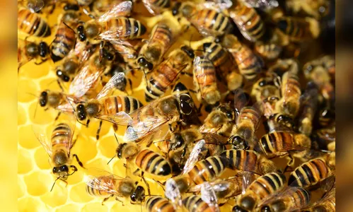 Bombeiros socorrem homem de 84 anos atacado por abelhas