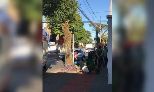 Gari é atropelado na área central de Apucarana