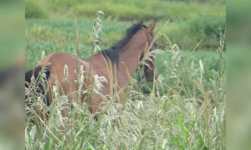 Cavalos são obrigados por alcoólatras a ingerir pinga e sair às ruas em Apucarana