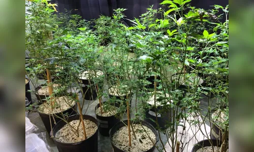 Polícia descobre ‘chácara da maconha’ e cultivo impressiona; veterinário detido