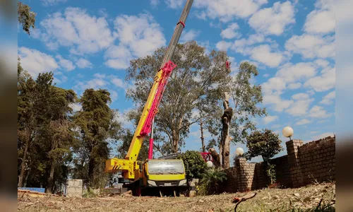 Eucaliptos de grande porte são cortados no Cemitério da Saudade para evitar riscos
