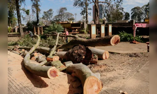 
							Eucaliptos de grande porte são cortados no Cemitério da Saudade para evitar riscos
						
						
