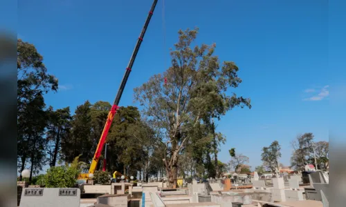 
							Eucaliptos de grande porte são cortados no Cemitério da Saudade para evitar riscos
						
						