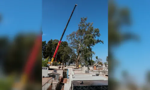 
							Eucaliptos de grande porte são cortados no Cemitério da Saudade para evitar riscos
						
						