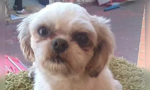 
							Família procura dois cachorrinhos que desapareceram em Apucarana
						
						