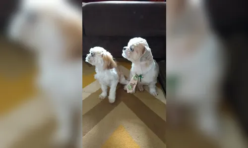 Família procura dois cachorrinhos que desapareceram em Apucarana